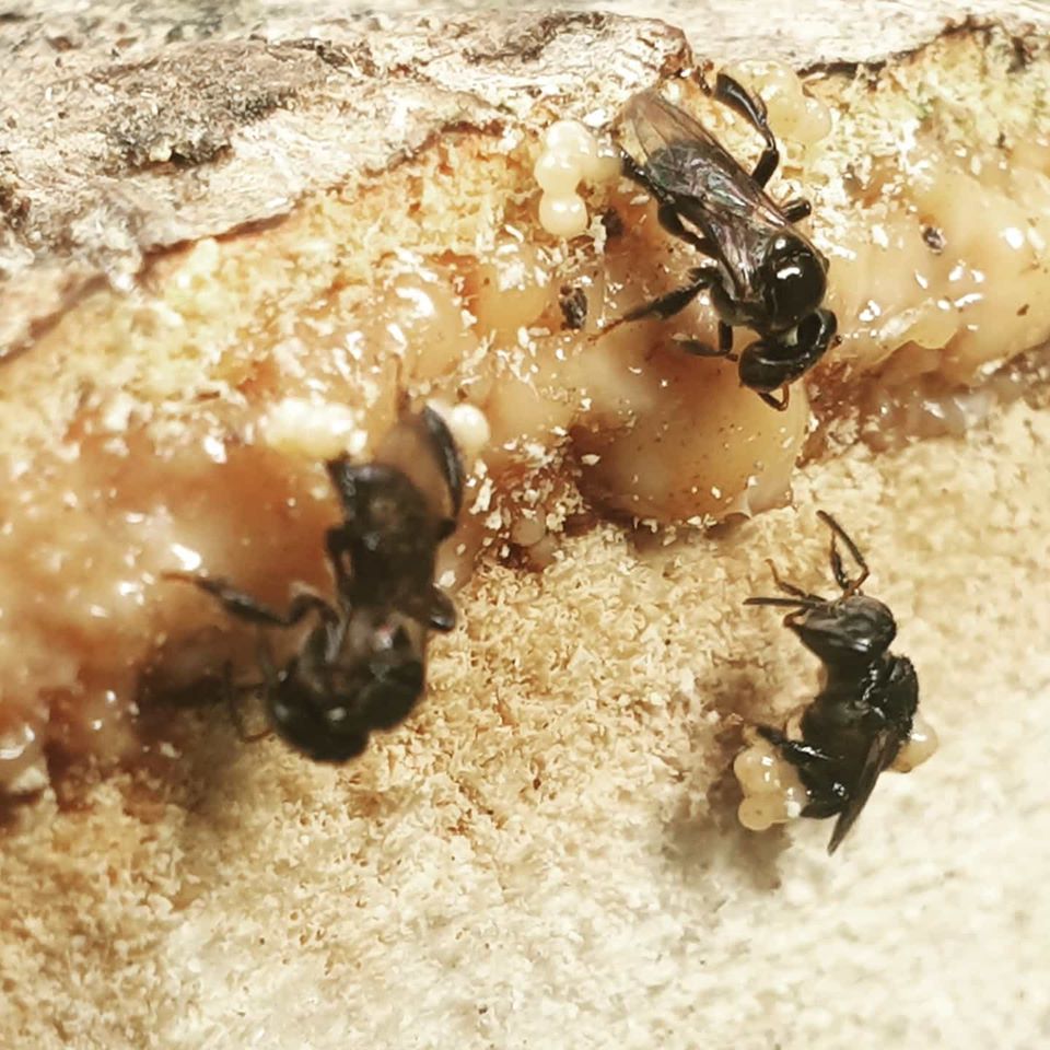 Stingless bees collect resin from a cut mango tree. They shape collected resin into sap spheres and stick these on their hind legs. They use this sap spheres for repairing and sealing the hive. #stinglessbees #bees #hymenoptera #insectsofinstagram #beekeepersofinstagram
