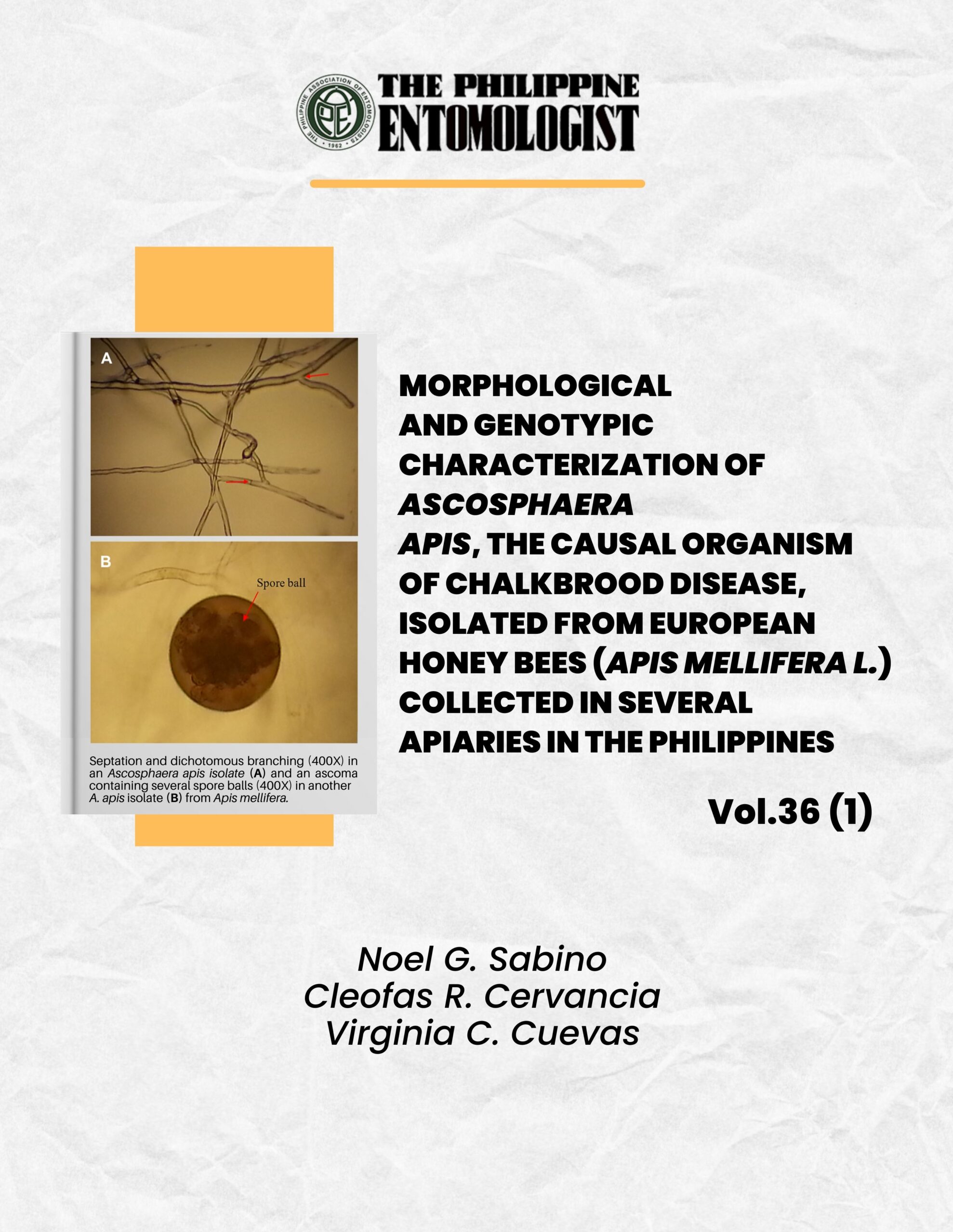 MORPHOLOGICAL AND GENOTYPIC CHARACTERIZATION OF ASCOSPHAERA APIS, THE CAUSAL ORGANISM OF CHALKBROOD DISEASE, ISOLATED FROM EUROPEAN HONEY BEES (APIS MELLIFERA L.) COLLECTED IN SEVERAL APIARIES IN THE PHILIPPINES